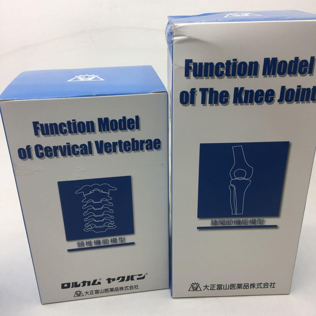 大正製薬　人体模型　関節　骨