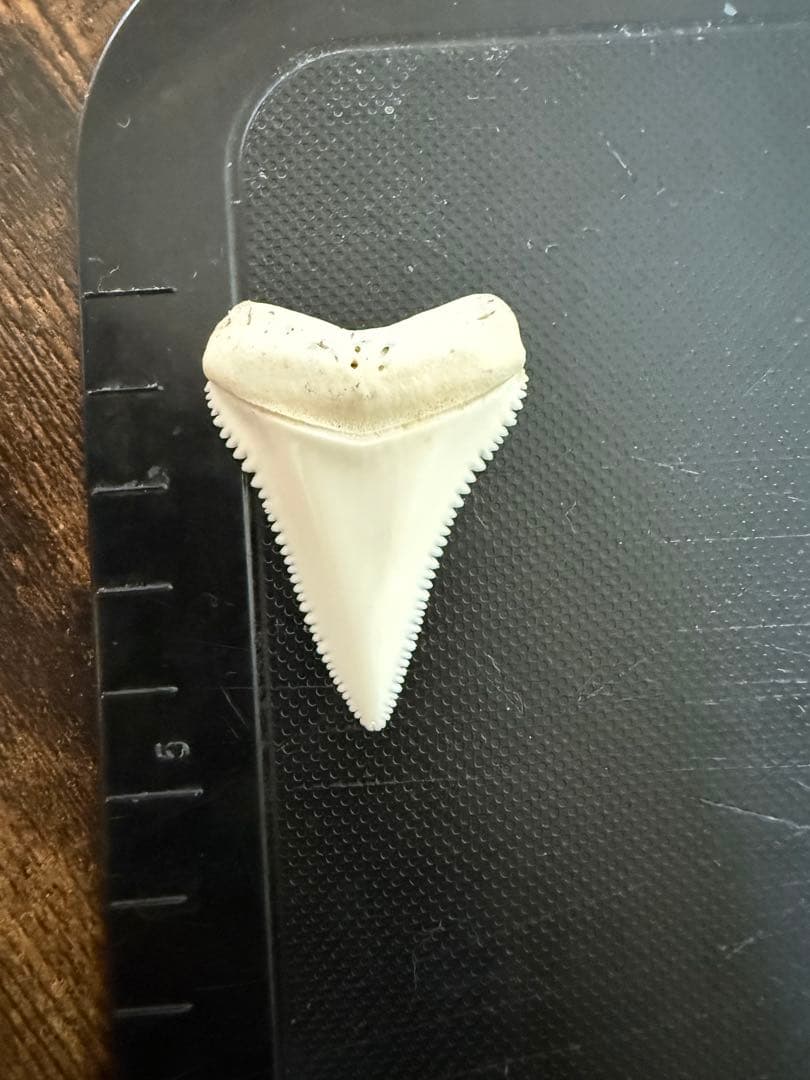 ホホジロザメ歯1