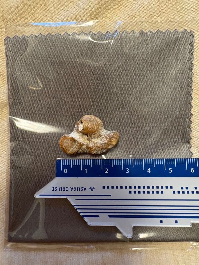 【幸運の御守り】イルカの耳骨