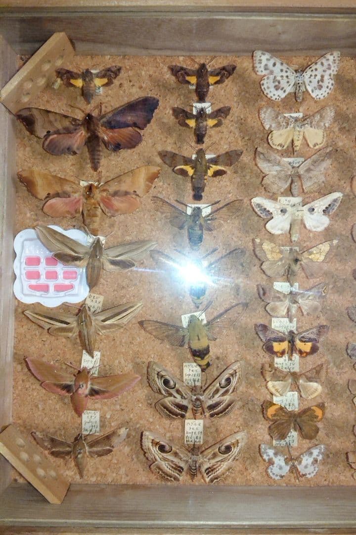 ②昆虫類 蛾など 標本2セット■大型標本箱 ドイツ箱 桐箱 ケース付き