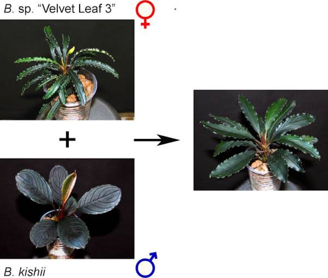 こ*た様 ブセファランドラでBucephalandra Kishii 細葉