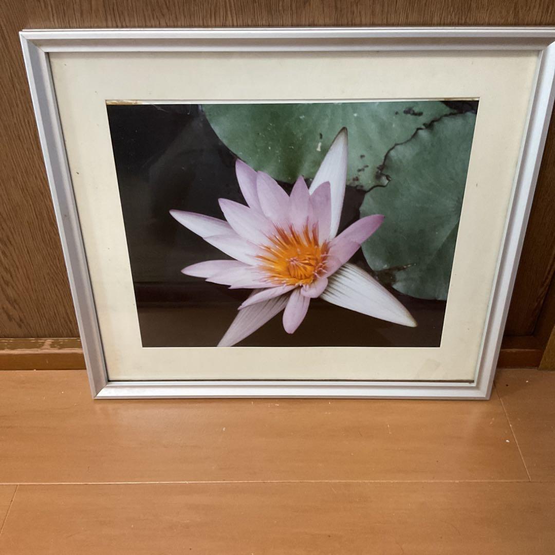 写真集より 額装仕立て 前面ガラス 【 蓮の花 】