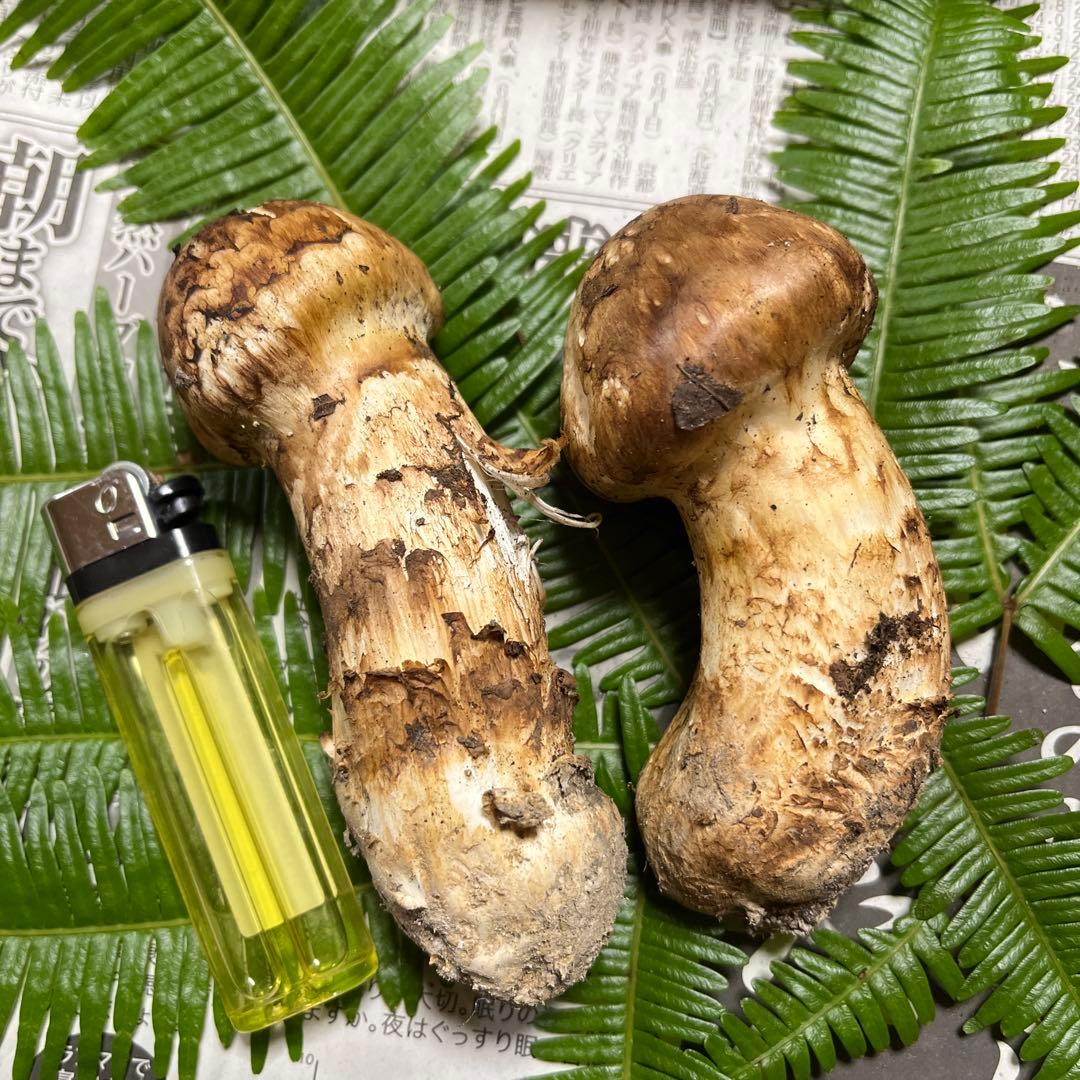 【大阪泉州産】11月12日採取「ちょこっとブサイクちゃん」110g 明日迄