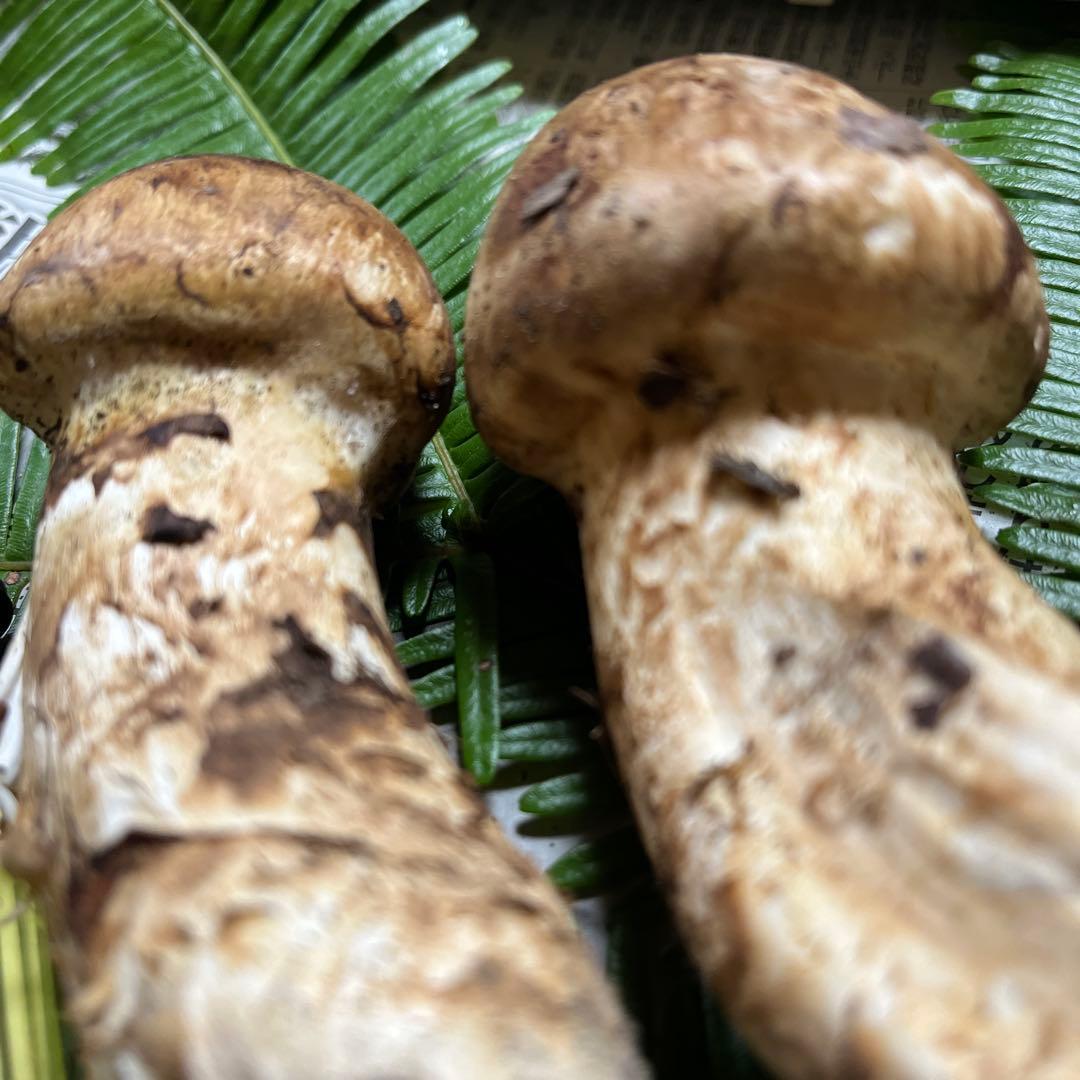 【大阪泉州産】11月12日採取「ちょこっとブサイクちゃん」110g 明日迄