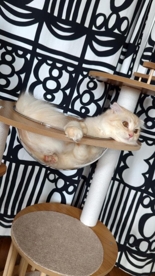 日本メーカー RAKU キャットタワー 木製 宇宙船付き 高さ約160 cm 子