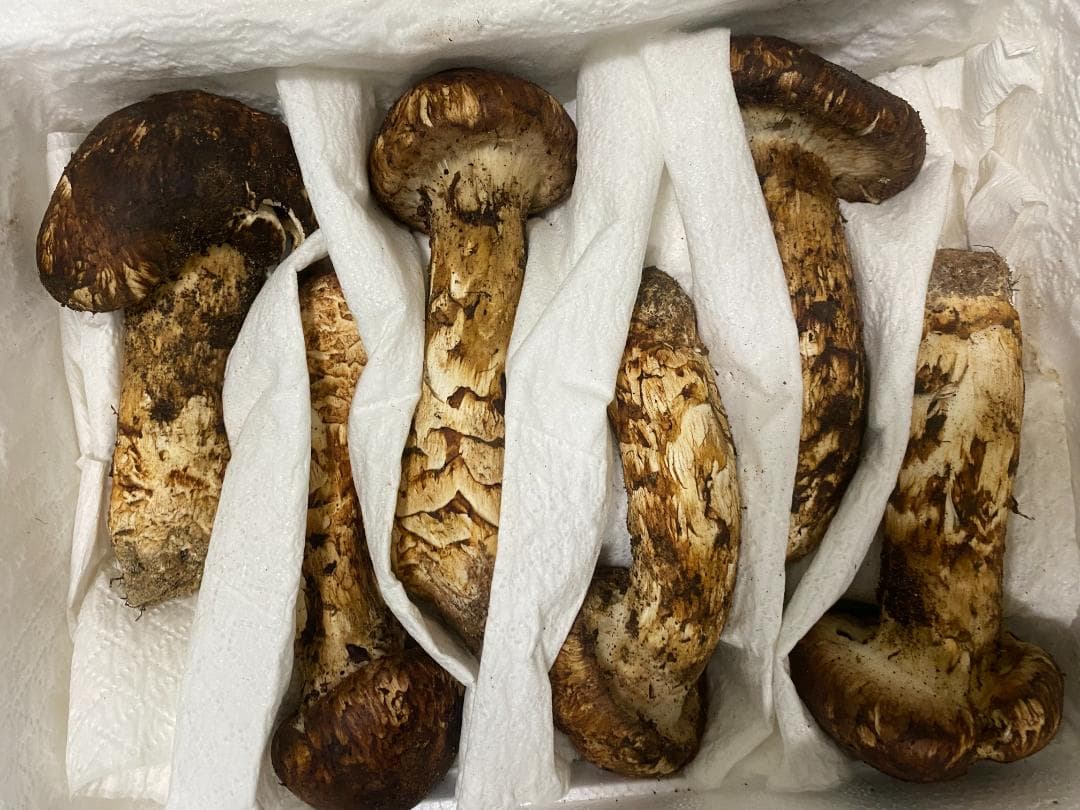 フレッシュ松茸１中蕾終盤・特売