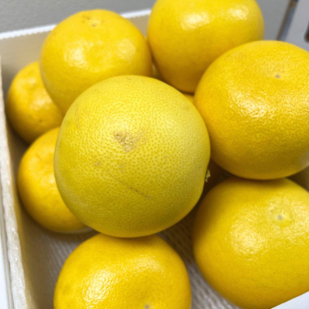 文旦　土佐文旦　ハウス栽培　　37