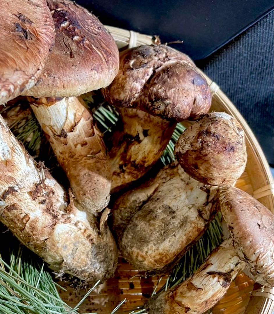 【大人気‼︎ 厳選 つぼみ&開き380g】本日採れ‼︎ 国産 松茸◆クール便発送◆