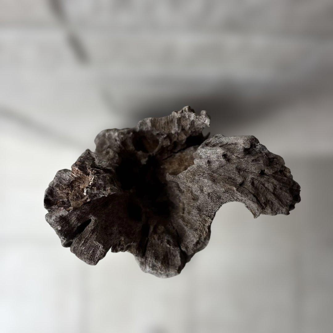 流木インテリア　爬虫類