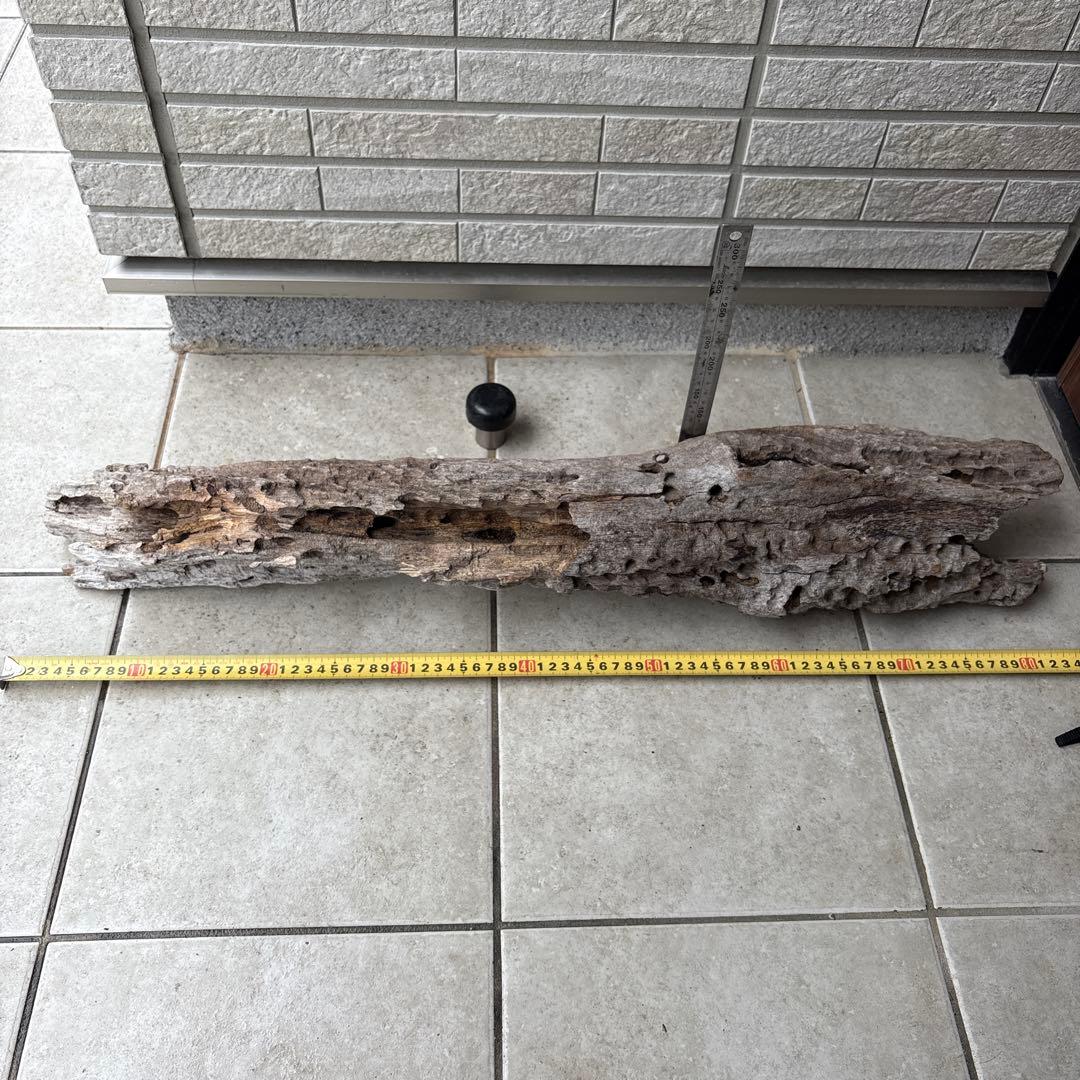 流木インテリア　爬虫類