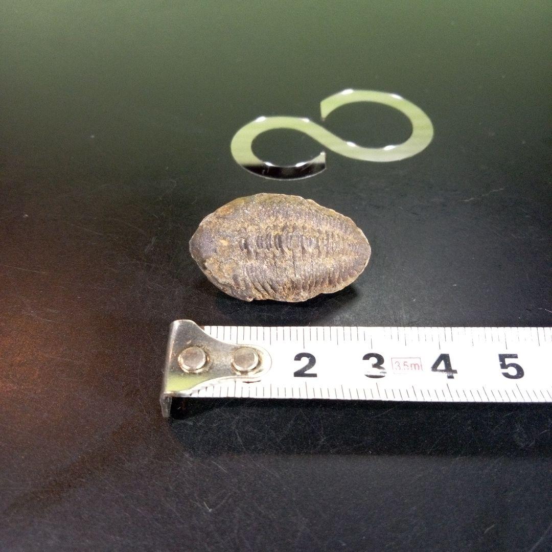 三葉虫　化石　fossil　海　ボリビア産　trilobite　海生動物種別②