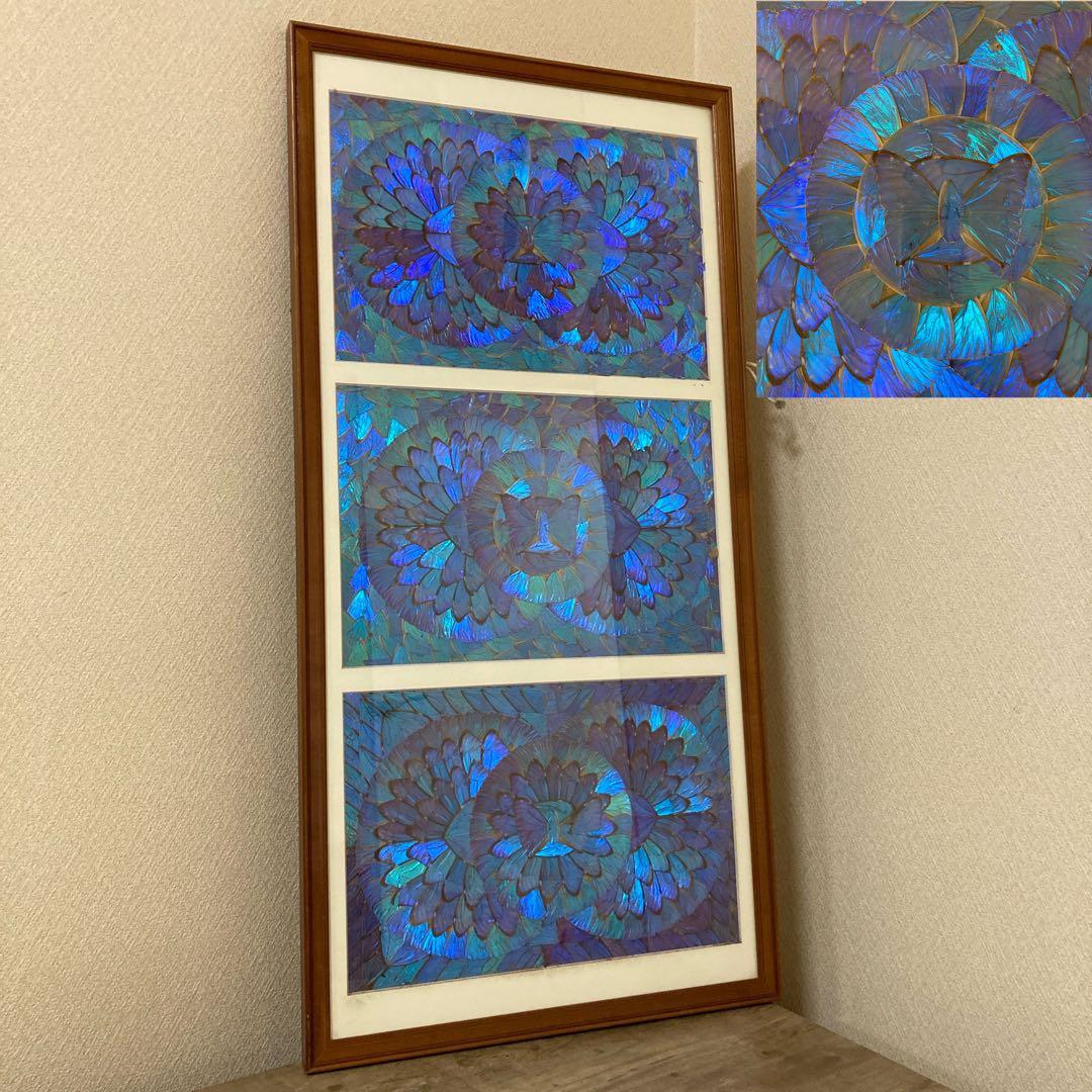 大型　モルフォ蝶　羽アート　標本　珍サイズ　高さ90センチ　ビンテージ