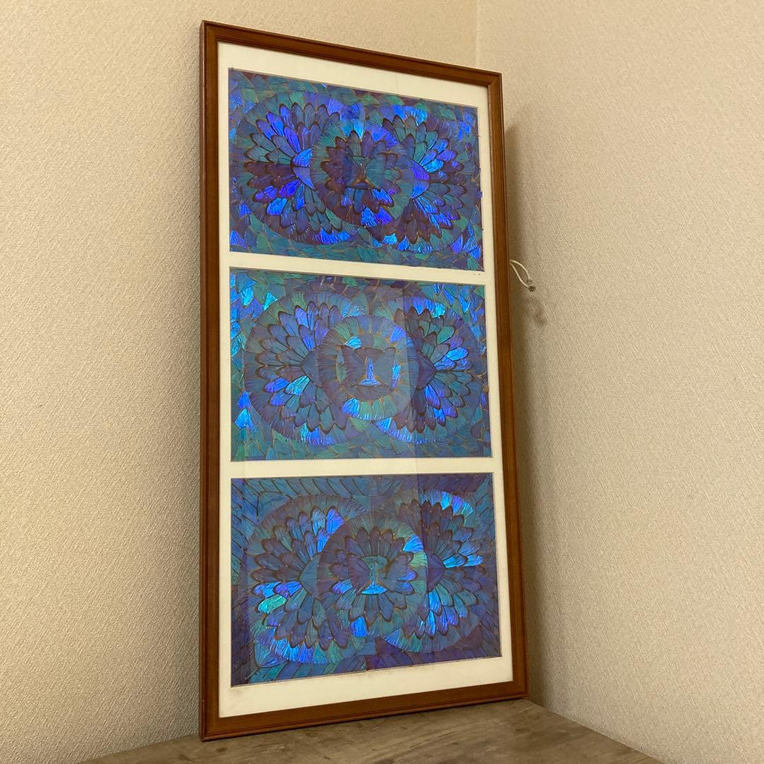 大型　モルフォ蝶　羽アート　標本　珍サイズ　高さ90センチ　ビンテージ