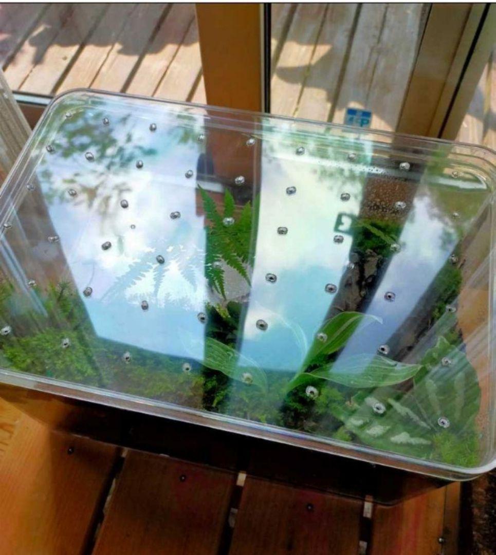 隠れ家つき！、自然の中の飼育箱苔テラリウム