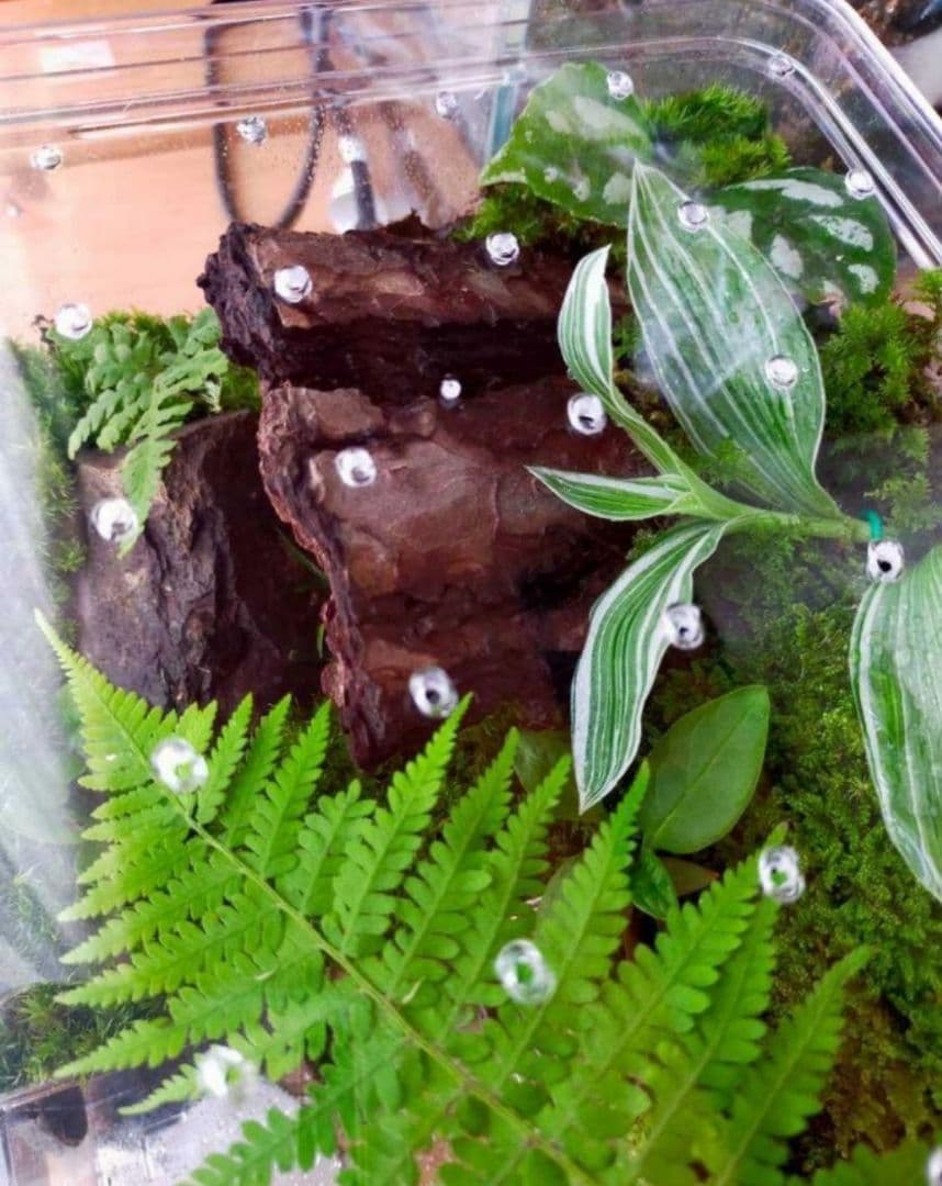 隠れ家つき！、自然の中の飼育箱苔テラリウム
