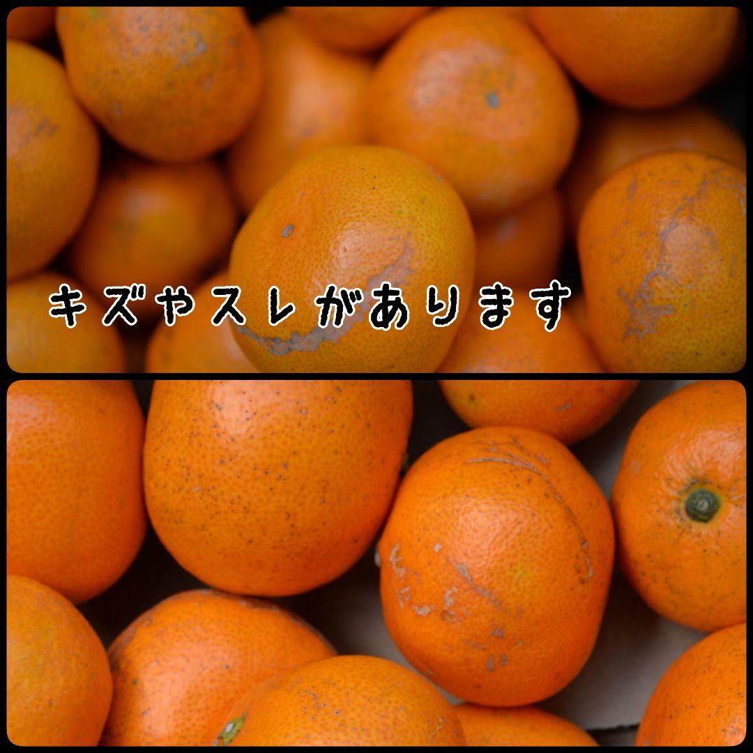 説明をよく読んで★有田みかん 5kg★家庭用