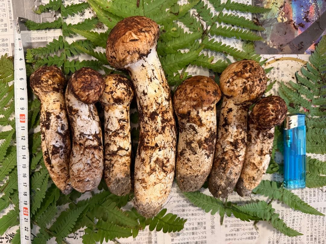 極太つぼみ　長野県産 信州松茸　472g