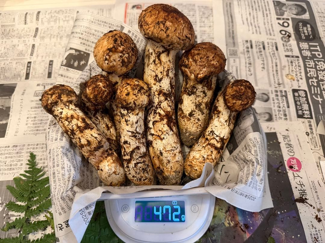 極太つぼみ　長野県産 信州松茸　472g