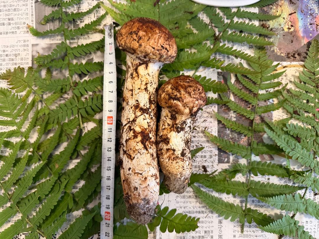 極太つぼみ　長野県産 信州松茸　472g