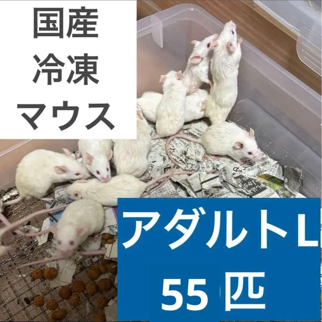 rin 冷凍マウス アダルトL 55匹セット 送料無料