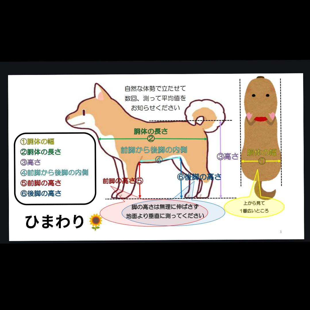 柴犬4輪　食事補助　犬用車椅子　介護用品　犬の