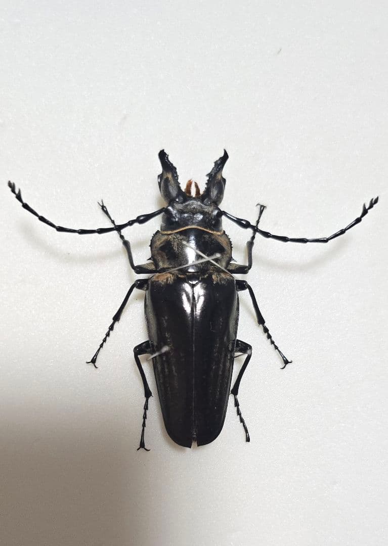オベルチュールクワガタモドキ 65mm up 標本