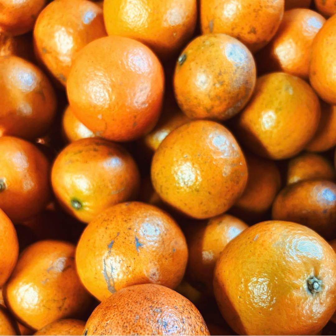 《人気の屋久島産！》甘いたんかん自宅用10kg 加工用 タンカン