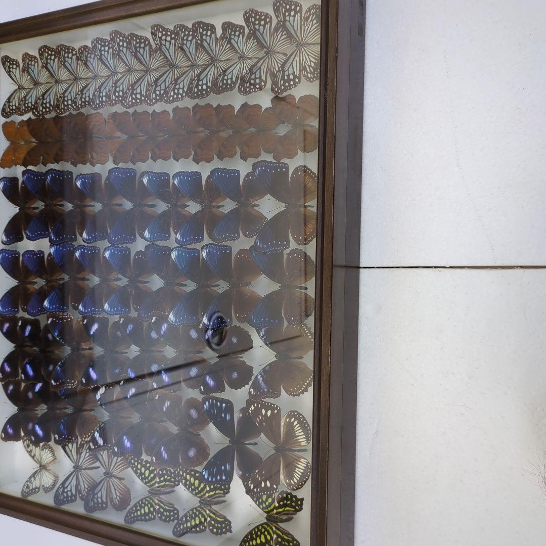 リユウキユウムラサキ14頭、外、沖縄迷蝶