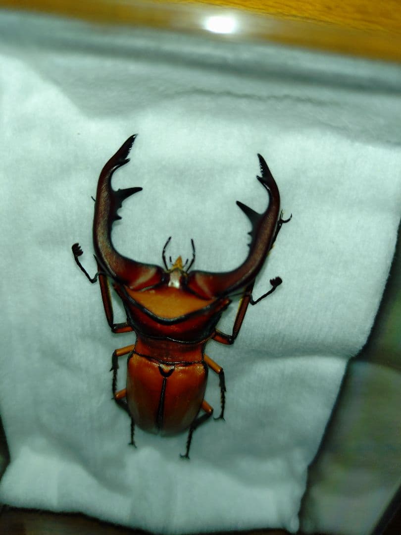 アラガールホソアカクワガタWD標本