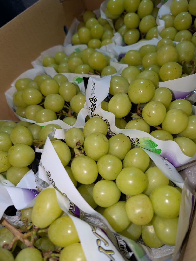 山梨県産ぶどう　シャインマスカット　11房入り　箱込み約5.5kg