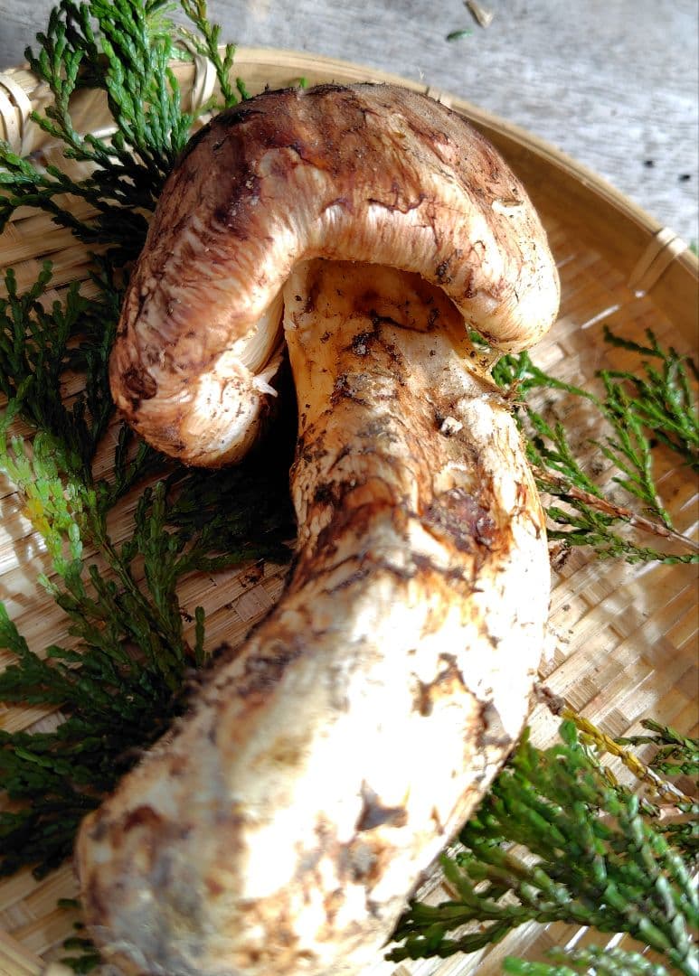 〖ちょい訳アリ〗松茸 128g すだちつき 信州 天然きのこ 長野 国産