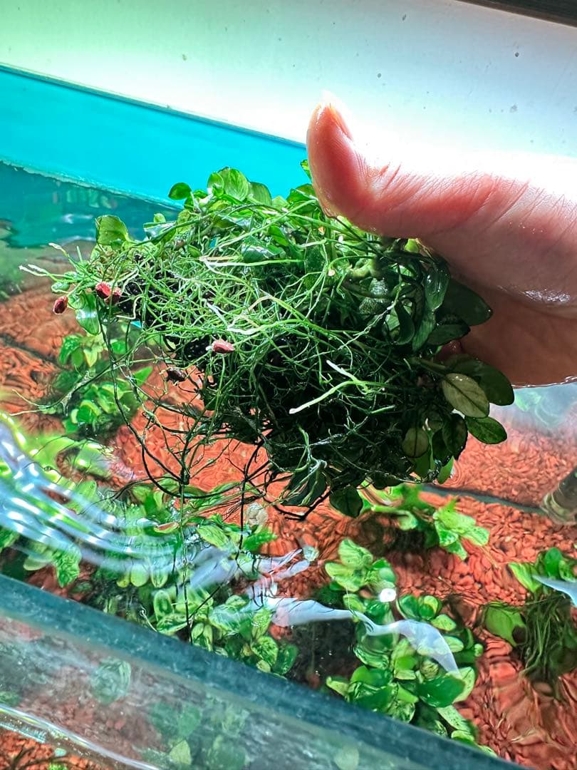 アヌビアスナナプチスノーフレークまとめ