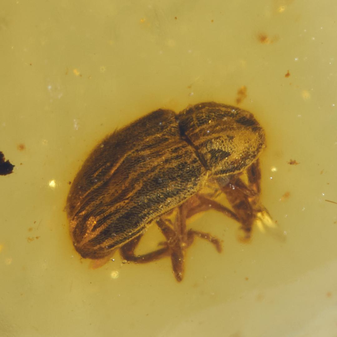 レア極上品 PA0021虫入り琥珀化石　ミャンマーカムティかタナイ9900万年前