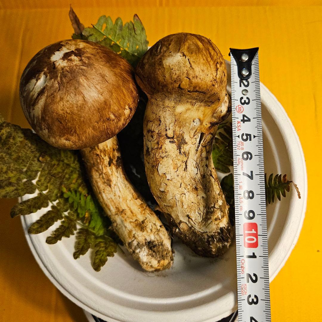 松竹梅 岩手県産松茸165g