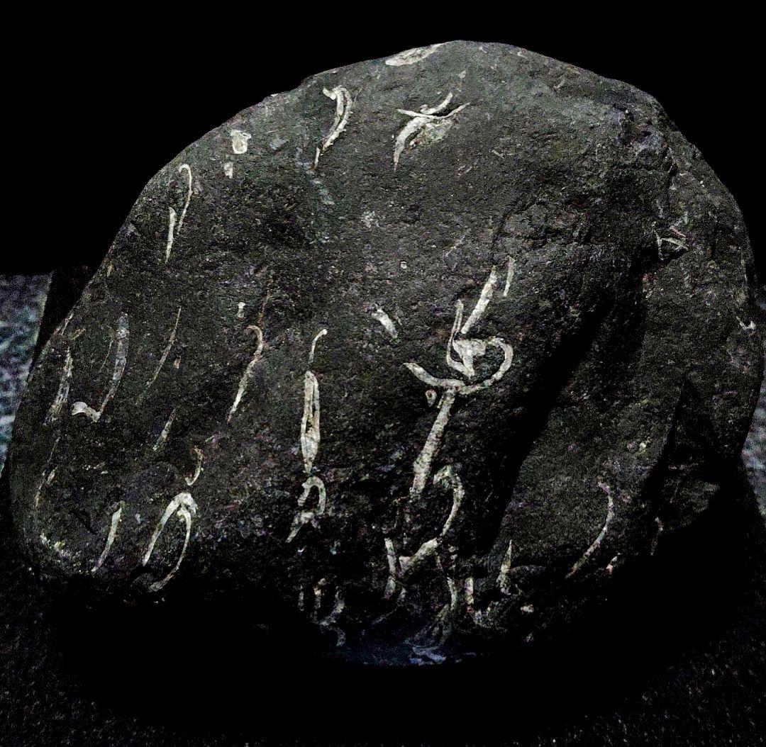 ★貝化石★糸魚川来馬層【大所川・転石・川ズレ・ウブ914ｇ】