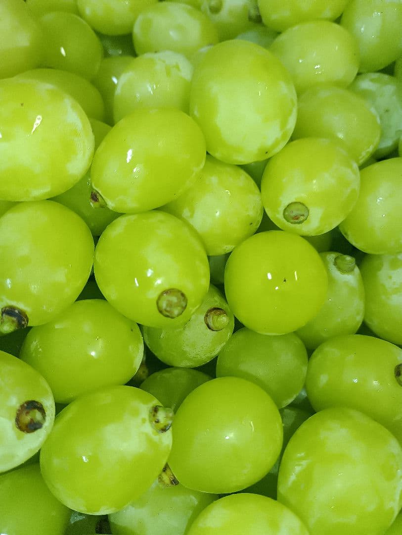 年末限定特売品シャインマスカット5キロ粒バック入りになります。追加販売