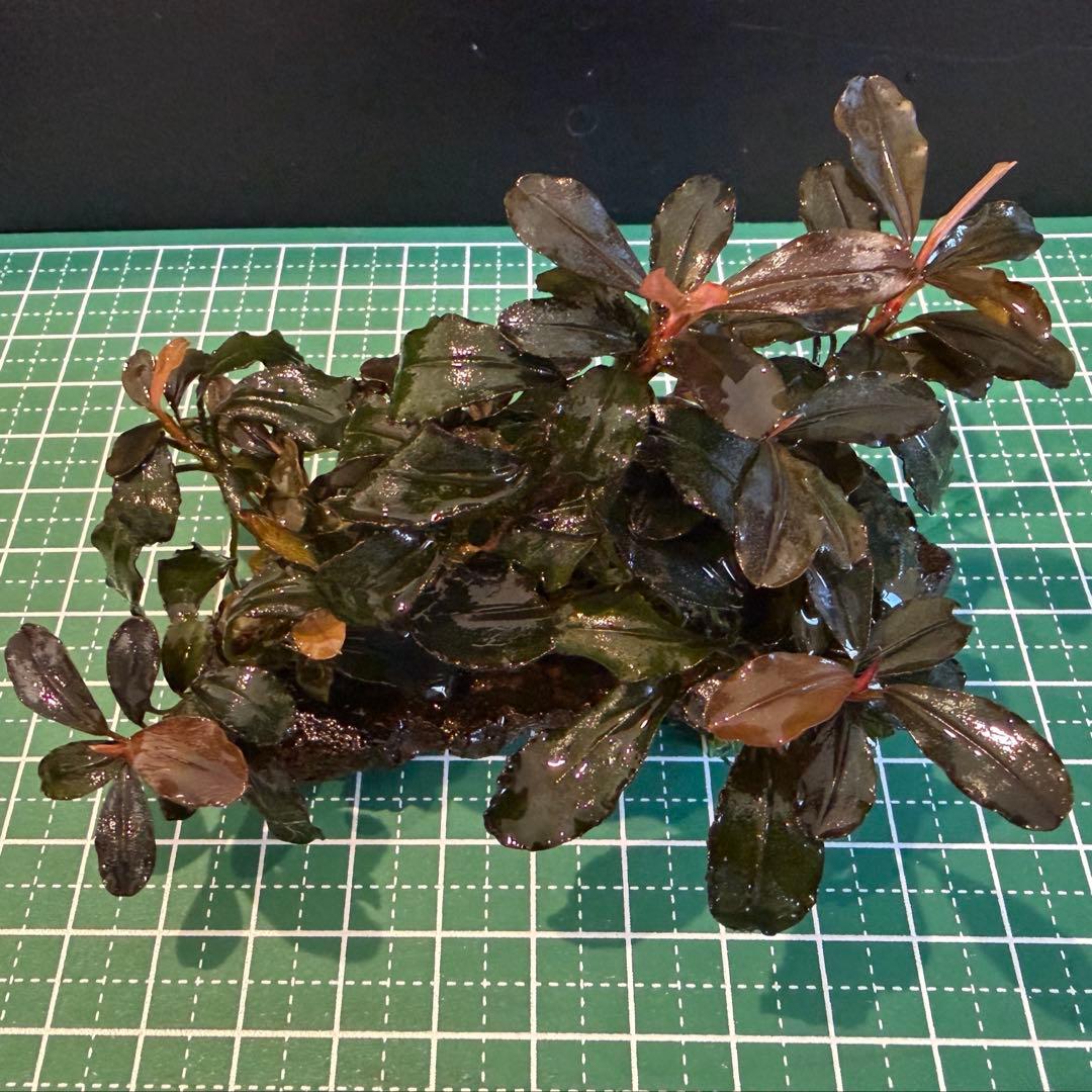 【サウザー】ブセファランドラ　水中葉　群生株　5株