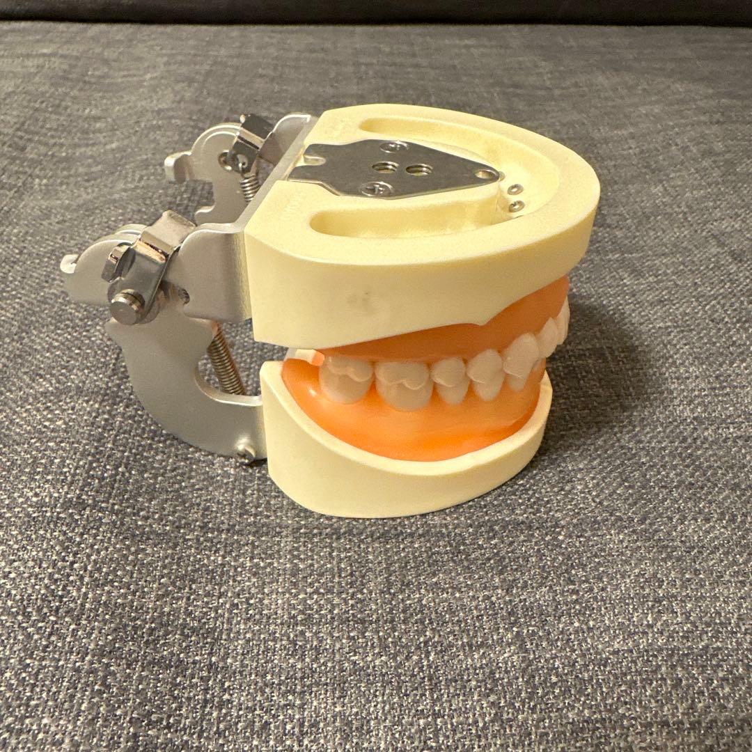 ニッシン　歯科模型　顎模型　歯科衛生士　NISSIN デンタルモデル