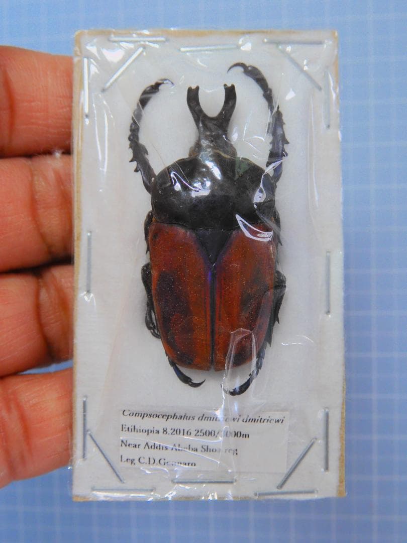 エチオピア産　モンビロードツノカナブン　39mm