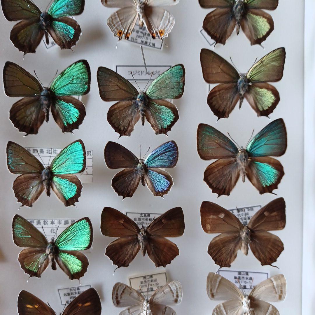 蝶標本　日本ゼフィルス選　20種99頭