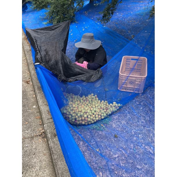 価格高騰！農家直送！紀州南高梅 樽 5000g 無添加 和歌山 紀州 白梅