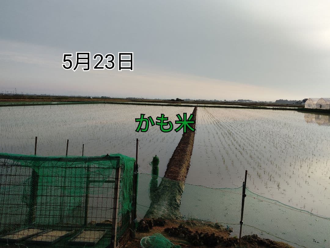 無農薬米新潟県産コシヒカリ15k