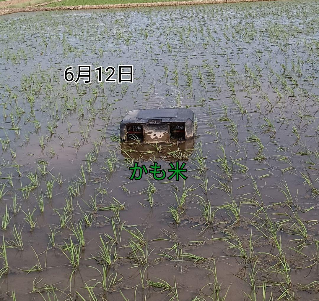 無農薬米新潟県産コシヒカリ15k