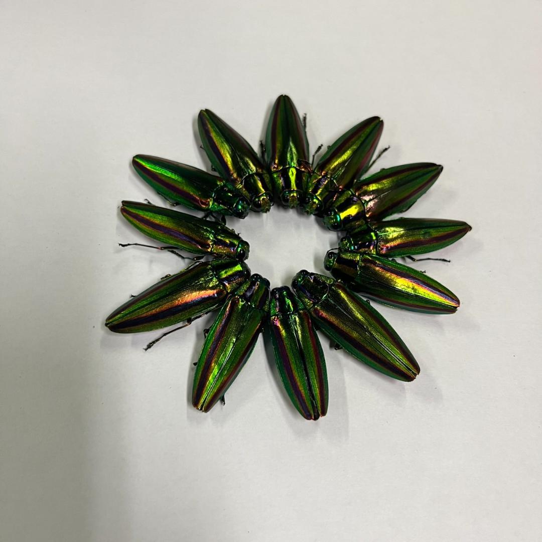 千葉県産　ヤマトタマムシ　４㎝以上11頭　上翅82枚　標本用　装飾用