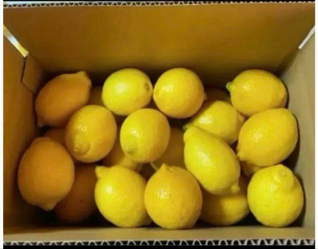 10国産瀬戸田レモン10kg前後