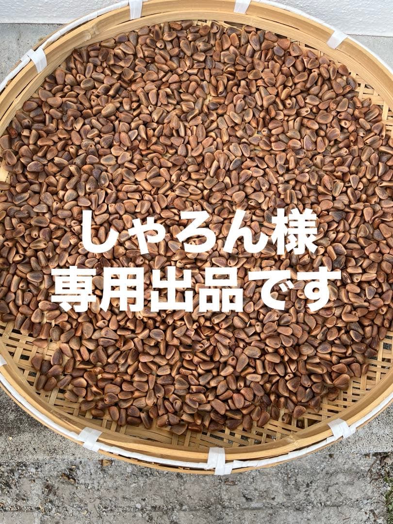 北海道十勝寒冷地の殻付き松の実2キロ