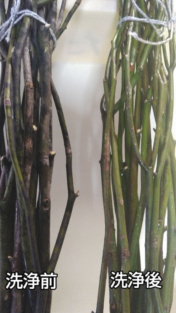 特上‼️　クロモジ茶　50g×25袋　汚れ(藻類)を洗浄、カット。乾燥の極上品