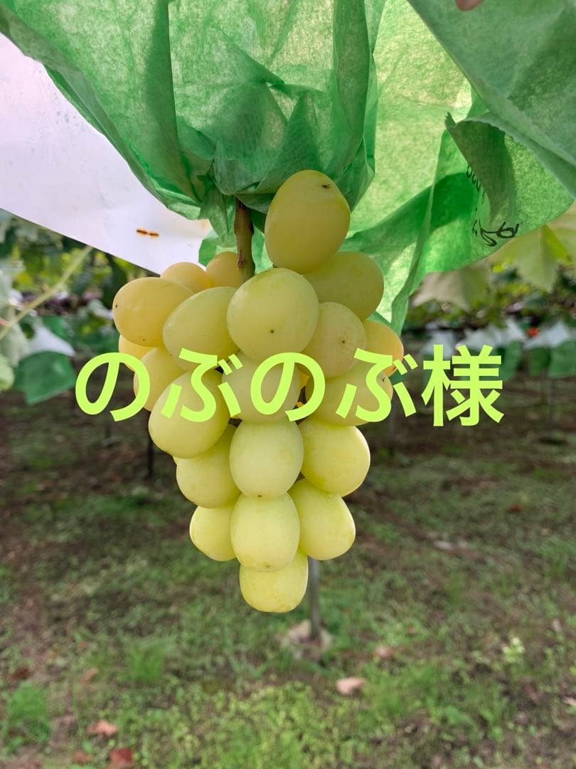 ②黄色シャインマスカット（2キロあ以上）