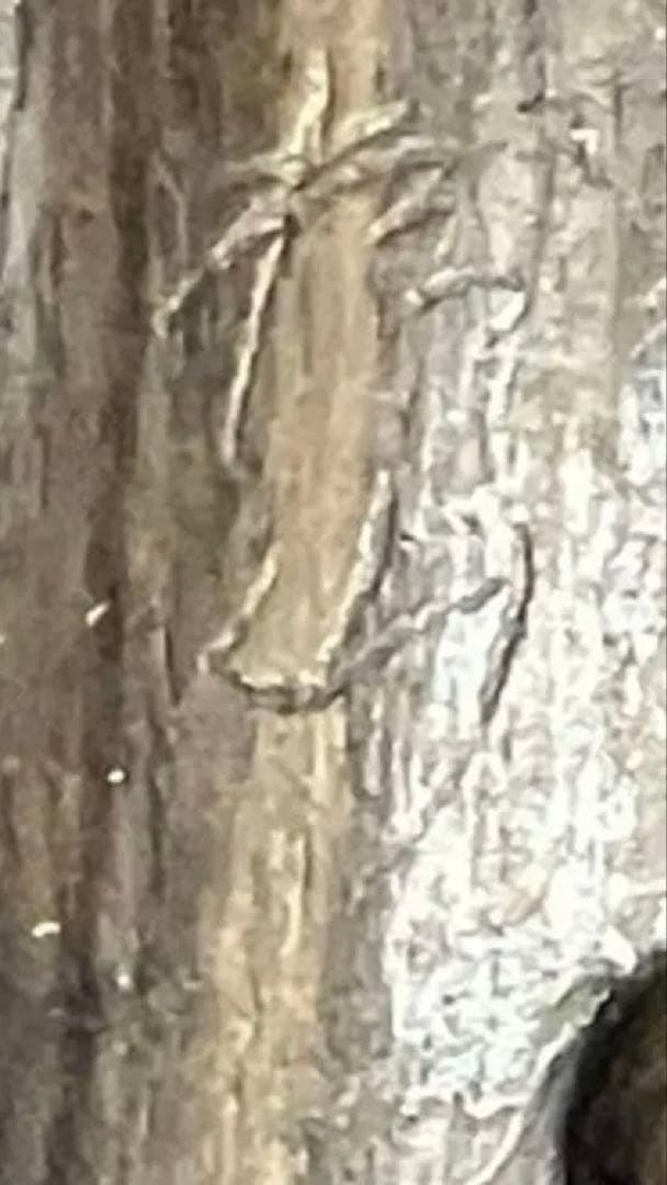 根付け　作者不明　刻印あり　獅子型　彫刻 約10cm