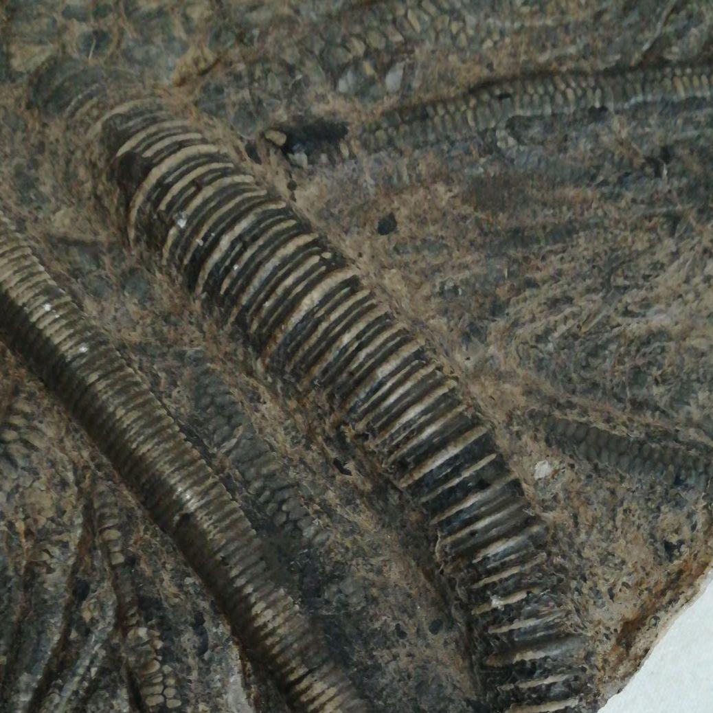 希少　レア　ウミユリ　化石　植物化石　プレート　置物